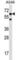 Checkpoint with forkhead and RING finger domains protein antibody, abx028051, Abbexa, Western Blot image 