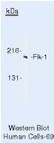 Kinase Insert Domain Receptor antibody, PA5-16487, Invitrogen Antibodies, Western Blot image 