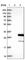 RERG antibody, HPA041387, Atlas Antibodies, Western Blot image 