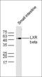 Kelch Repeat And BTB Domain Containing 11 antibody, orb184805, Biorbyt, Western Blot image 