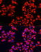 Aldehyde Dehydrogenase 7 Family Member A1 antibody, 23-693, ProSci, Immunofluorescence image 