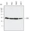 Lipopolysaccharide Induced TNF Factor antibody, AF4695, R&D Systems, Western Blot image 