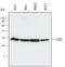 LITAF antibody, AF4695, R&D Systems, Western Blot image 