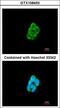 CKLF Like MARVEL Transmembrane Domain Containing 6 antibody, LS-C185987, Lifespan Biosciences, Immunocytochemistry image 