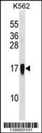 C-C Motif Chemokine Ligand 7 antibody, 58-765, ProSci, Western Blot image 