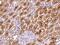 Trafficking Kinesin Protein 1 antibody, 203447-T08, Sino Biological, Immunohistochemistry paraffin image 