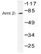 Aryl Hydrocarbon Receptor Nuclear Translocator 2 antibody, AP20460PU-N, Origene, Western Blot image 