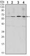 Cyclin B1 antibody, MA5-15706, Invitrogen Antibodies, Western Blot image 