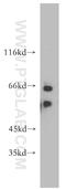 Cleavage And Polyadenylation Specific Factor 6 antibody, 15489-1-AP, Proteintech Group, Western Blot image 