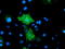 CD31 antibody, TA504773, Origene, Immunofluorescence image 