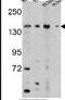 5-Oxoprolinase, ATP-Hydrolysing antibody, PA5-14384, Invitrogen Antibodies, Western Blot image 