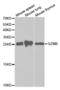 Granzyme B antibody, abx001994, Abbexa, Western Blot image 