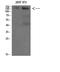 Autophagy And Beclin 1 Regulator 1 antibody, STJ98593, St John