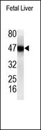 WW Domain Containing Oxidoreductase antibody, 252170, Abbiotec, Western Blot image 