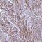 Potassium Calcium-Activated Channel Subfamily N Member 4 antibody, NBP2-32484, Novus Biologicals, Immunohistochemistry frozen image 