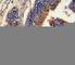 Glucagon antibody, F49876-0.4ML, NSJ Bioreagents, Western Blot image 