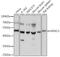 Histone Deacetylase 3 antibody, 16-617, ProSci, Western Blot image 