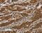 GATA Binding Protein 5 antibody, MBS2528686, MyBioSource, Immunohistochemistry frozen image 