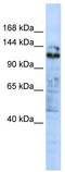 Zinc Finger Protein 451 antibody, TA345173, Origene, Western Blot image 