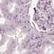 Opticin antibody, NBP2-55115, Novus Biologicals, Immunohistochemistry paraffin image 