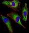 Autophagy Related 4A Cysteine Peptidase antibody, M06539-1, Boster Biological Technology, Immunofluorescence image 