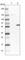 TNF Receptor Associated Factor 6 antibody, HPA020599, Atlas Antibodies, Western Blot image 