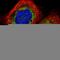 Leucine Rich Repeat Containing 59 antibody, HPA030829, Atlas Antibodies, Immunofluorescence image 