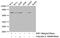 Paxillin antibody, CSB-RA019112A118phHU, Cusabio, Western Blot image 