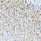 Metaxin 2 antibody, A09105, Boster Biological Technology, Immunohistochemistry frozen image 