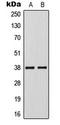 Kruppel Like Factor 1 antibody, LS-C354225, Lifespan Biosciences, Western Blot image 