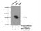 N-Myc Downstream Regulated 1 antibody, 13190-1-AP, Proteintech Group, Immunoprecipitation image 