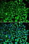 Proteasome Subunit Beta 2 antibody, 15-111, ProSci, Immunofluorescence image 