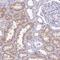 GLI Family Zinc Finger 4 antibody, NBP2-14053, Novus Biologicals, Immunohistochemistry paraffin image 