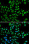 Lamin B2 antibody, abx004970, Abbexa, Western Blot image 