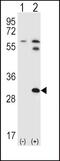 Signal Transducing Adaptor Family Member 1 antibody, PA5-11545, Invitrogen Antibodies, Western Blot image 