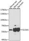 Solute Carrier Family 6 Member 1 antibody, A15099, ABclonal Technology, Western Blot image 