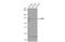 Ubiquitin Like Modifier Activating Enzyme 6 antibody, GTX116307, GeneTex, Western Blot image 