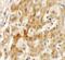 Transmembrane Protein 106B antibody, PA5-34353, Invitrogen Antibodies, Immunohistochemistry frozen image 