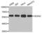 Sestrin 2 antibody, abx003839, Abbexa, Western Blot image 