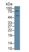 Cholinergic Receptor Nicotinic Alpha 3 Subunit antibody, abx130886, Abbexa, Western Blot image 