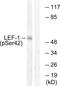 Lymphoid Enhancer Binding Factor 1 antibody, PA5-38664, Invitrogen Antibodies, Western Blot image 