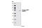 Dynamin 1 Like antibody, 4867S, Cell Signaling Technology, Western Blot image 