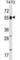 DNA Polymerase Alpha 2, Accessory Subunit antibody, abx029429, Abbexa, Western Blot image 