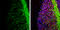 Myelin Oligodendrocyte Glycoprotein antibody, GTX106283, GeneTex, Immunohistochemistry frozen image 