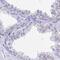 Selenoprotein V antibody, NBP2-32446, Novus Biologicals, Immunohistochemistry frozen image 