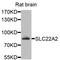 SLC22A2 antibody, orb374139, Biorbyt, Western Blot image 