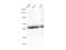Interleukin Enhancer Binding Factor 2 antibody, MBS2518407, MyBioSource, Western Blot image 
