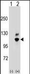 G Protein Nucleolar 2 antibody, PA5-48771, Invitrogen Antibodies, Western Blot image 