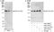 Kinesin Family Member 1C antibody, A301-069A, Bethyl Labs, Western Blot image 