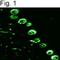 Inositol 1,4,5-Trisphosphate Receptor Type 1 antibody, NBP2-22458, Novus Biologicals, Immunofluorescence image 
